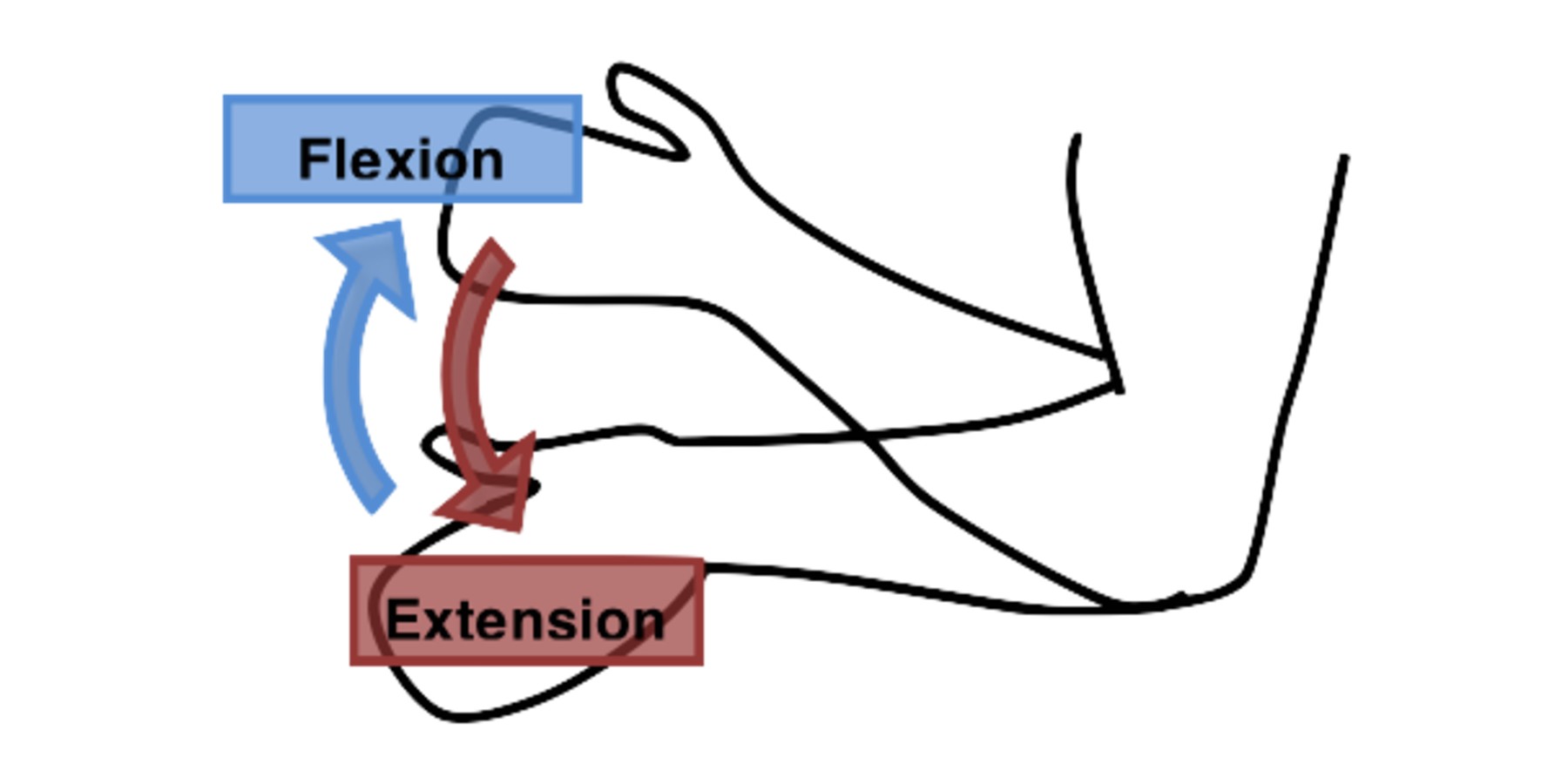 Diagram showing extension and flexion of the elbow joint